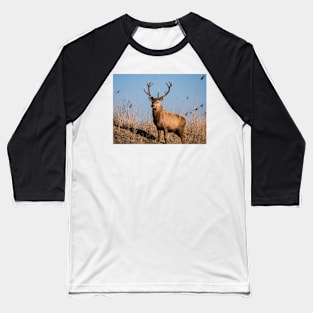 Red deer stag stares at the camera Baseball T-Shirt